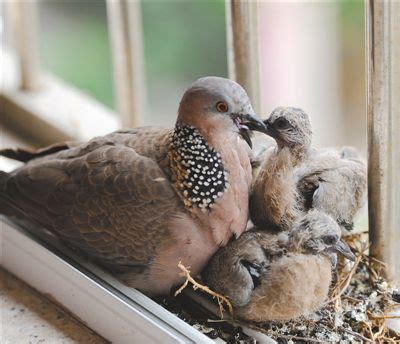 小鳥來家裡|【家裡出現鳥】家裡鳥進來有什麼好兆頭？自來鳥寓意大公開！